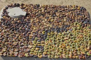 There are a lot of agro tourism possibilities in Loubar. Drying Figs on a neighbours roof.