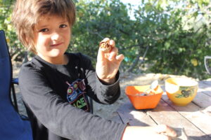 1 Finn forages for wild food...walnuts from Farm Finn