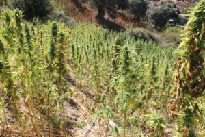 12 Crops awaiting harvesting but what about water