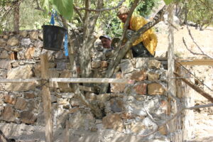 building olive trees in to our open to the air showers