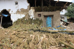 Harvest time in Loubar demands attention.
