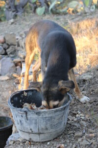 Black-dog-with-no-name