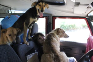 Off with the girls to the vet, watch those fleas Finn!