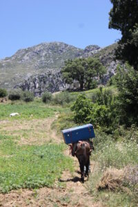 Setting up Camp with a little help from My Loubari Friends