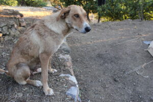 Flynn-is-still-around, which is a great relief!