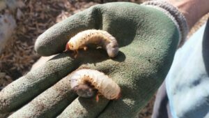 Found these beauties in the compost