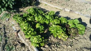 Winter lettuce, great picked leaf by leaf.