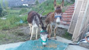 New Donkeys needed to move everything forward